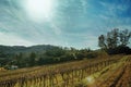 Leafless grapevines and sunlight in a vineyard Royalty Free Stock Photo