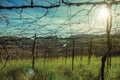 Leafless grapevines and sunlight in a vineyard