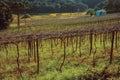 Leafless grapevines in a vineyard with house Royalty Free Stock Photo