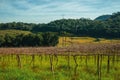 Leafless grapevines in a vineyard with house Royalty Free Stock Photo