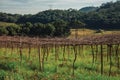 Leafless grapevines in a vineyard with house Royalty Free Stock Photo