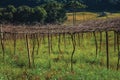 Leafless grapevines in a vineyard with house Royalty Free Stock Photo