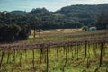 Leafless grapevines in a vineyard with house Royalty Free Stock Photo