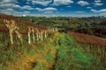 Leafless grapevines on vineyard and skyline Royalty Free Stock Photo