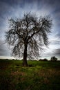 Leafless horse chestnut