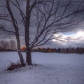 Leafless tree in snow. Late fall.