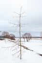 A leafless small tree is on the foreground with a wide landscape shot against it. Lots of leafless trees are in the distance and Royalty Free Stock Photo