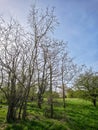 Leafless spring trees in a green meadow with soft sunlight Royalty Free Stock Photo