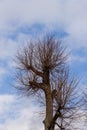 Leafless topped tree at sky background. Royalty Free Stock Photo