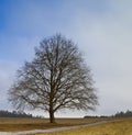 Leafless tree Royalty Free Stock Photo