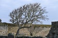 Leafless tree against ancient stone wall Royalty Free Stock Photo