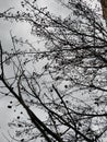 A leafless tree against the sky. Beautiful contrast photo.