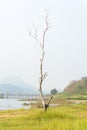 Leafless tree alone in field grass Royalty Free Stock Photo