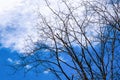 Leafless tree with beautiful blue sky background. Royalty Free Stock Photo