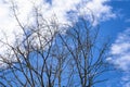 Leafless tree with beautiful blue sky background. Royalty Free Stock Photo