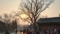 Leafless Tree in Beijing street.