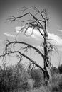 Leafless Tree in Black and White Royalty Free Stock Photo