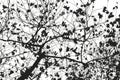 Leafless tree blanches in black and white. Royalty Free Stock Photo