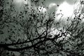 Leafless tree blanches in black and white. Royalty Free Stock Photo