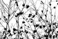 Leafless tree blanches in black and white. Royalty Free Stock Photo