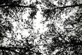 Leafless tree blanches in black and white. Royalty Free Stock Photo