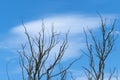 Leafless tree branches against blue sky and white cloud Royalty Free Stock Photo