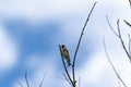 Leafless tree branches against blue sky and white cloud Royalty Free Stock Photo