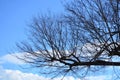 Leafless tree branch against blue sky in winter Royalty Free Stock Photo