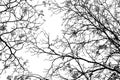 Leafless tree branch, black and white tone background