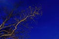 An almost leafless tree branch illuminated, against a dark, blue night-time sky Royalty Free Stock Photo