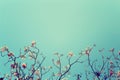 Leafless tree branch with pink flowers against blue sky background, vintage toned image Royalty Free Stock Photo