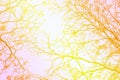 Leafless tree branch, retro tone gradient filtered background