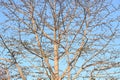 Leafless tree branches against a blue sky Royalty Free Stock Photo