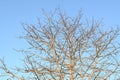 Leafless tree branches against a blue sky Royalty Free Stock Photo