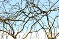 Leafless tree branches against blue sky Royalty Free Stock Photo