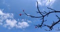 Leafless tree branches against clear blue sky. White clouds and red flowers adding more crisp.
