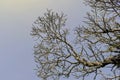 leafless tree branches against clear sky with copy space Royalty Free Stock Photo