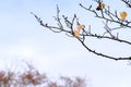 Leafless tree branches against a cold and stark winter sky in landscape Royalty Free Stock Photo