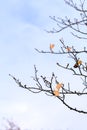 Leafless tree branches against a cold and stark winter sky in landscape Royalty Free Stock Photo