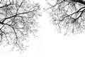 Leafless Tree Branches in Black & White Royalty Free Stock Photo