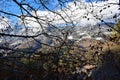 Leafless tree branches in a broadleaf forest with mountains in the background Royalty Free Stock Photo