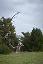 Skeleton of a dry tree with its branches making shapes in the middle of a green meadow