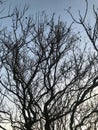 leafless tree branches over blue sky Royalty Free Stock Photo