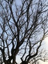 leafless tree branches over blue sky Royalty Free Stock Photo