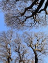 leafless tree branches over blue sky Royalty Free Stock Photo