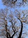 leafless tree branches over blue sky Royalty Free Stock Photo