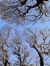 leafless tree branches over blue sky Royalty Free Stock Photo