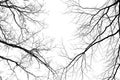 Leafless tree branches on a pale white background Royalty Free Stock Photo