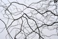 Leafless tree branches perspective. Royalty Free Stock Photo