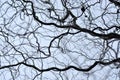 Leafless tree branches perspective. Royalty Free Stock Photo